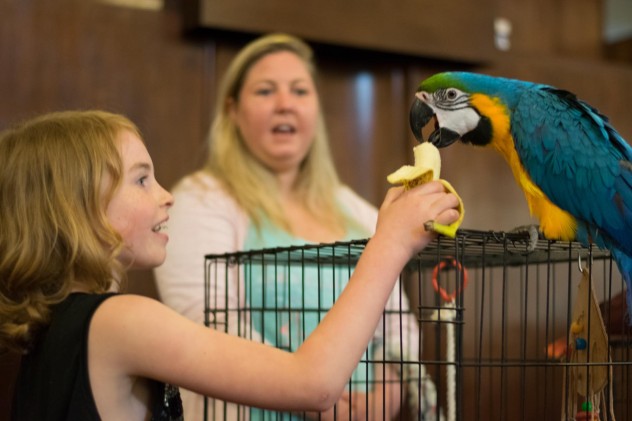 dierenliedjes papagaai